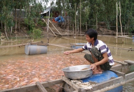 Đồng Tháp: Không phát hiện cá diêu hồng nhiễm chất cấm trifluralin - 1 Đồng Tháp: Không phát hiện cá diêu hồng nhiễm chất cấm trifluralin