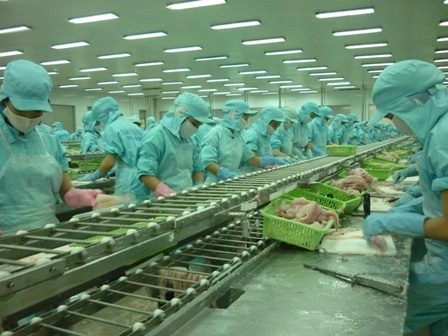 Ngành cá tra phát triển đúng hướng cũng sẽ trở thành ngành kinh tế mũi nhọn cho đất nước