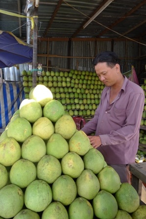 Ở Tiền Giang bán trái cây người ta bán nguyên rỗ thế này chứ không tính trái, tính kg