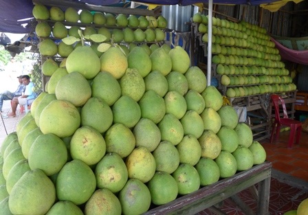 Tha hồ cho du khách chọn lựa