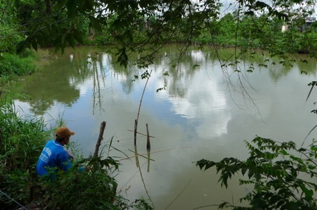 Nhiều hộ nuôi cá không còn vốn tái nuôi, đành bỏ trống, cỏ mọc um tùm thế này