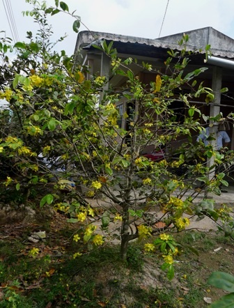 Còn gần 3 tháng nữa mới đến Tết, nhưng mai vàng ở miền Tây đã vàng rực trước sân