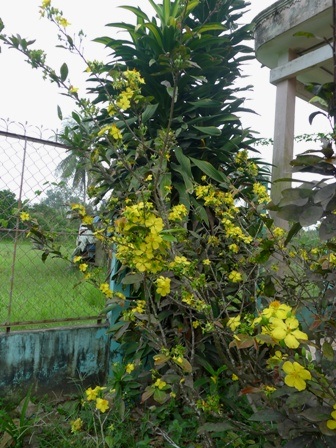 Mặc cho chủ nhân héo veo trong lòng, mai vàng trước ngỏ vẫn rực rỡ đón xuân