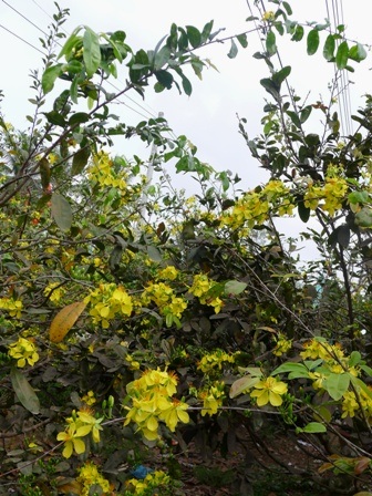 Có gốc mai đã rụng cành, vàng mặt đất