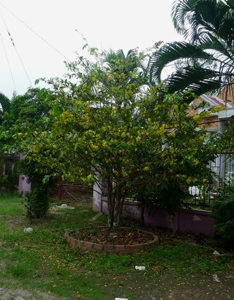 Có gốc mai đã rụng cành, vàng mặt đất