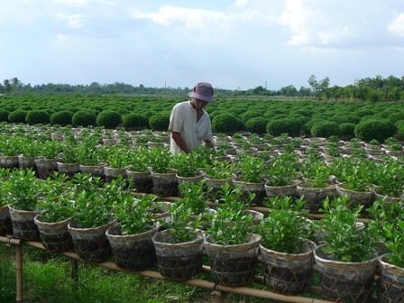 Anh Tài đang bón phân cho các chậu cúc Thái Lan