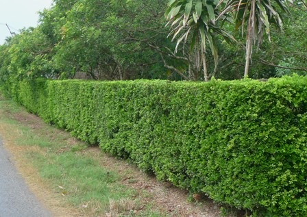 Dân nhà giàu nhìn hàng rào xanh của ông Triết mê lắm nhưng không thể mua được