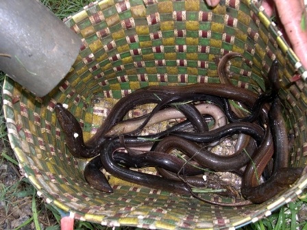 Nhưng khi trút ống trúm ra có 3,4 con vào vỏ là quên hết vất vả, khổ cực.