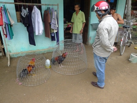 Nhộn nhịp mùa gà chọi dịp Tết