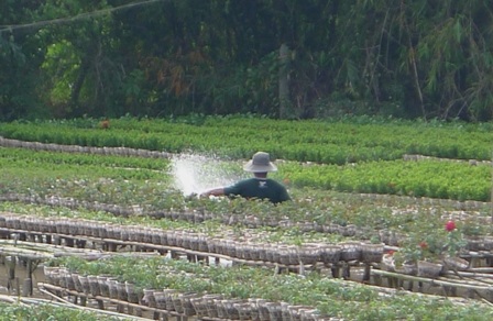 Làng hoa kiểng tất bật đón mùa hoa Tết