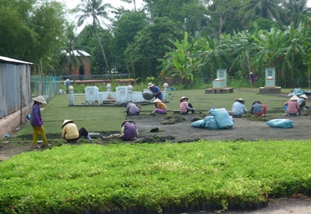 Anh Tài đang bón phân cho các chậu cúc Thái Lan