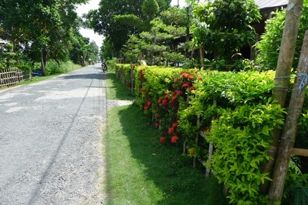 Hàng rào bằng cây ngâu của ông Triết có tuổi thọ trên 20 năm