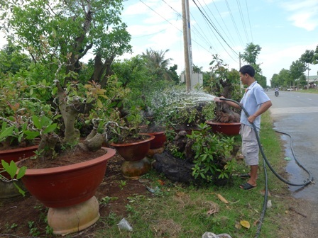 Anh Tài đang bón phân cho các chậu cúc Thái Lan