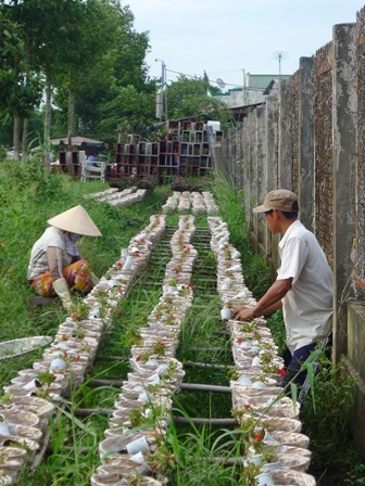 Anh Tài đang bón phân cho các chậu cúc Thái Lan