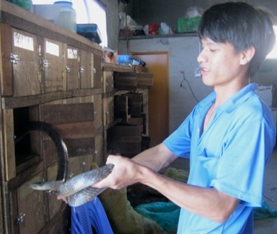 Đầu năm Quý tỵ, giá rắn hổ hèo bất ngờ giảm hơn 200.000 đồng/kg làm nhiều hộ nuôi rắn lao đao