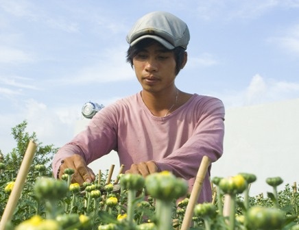 “Chạy nước rút” đón mùa hoa Tết - 1 Hoa đã bung nụ