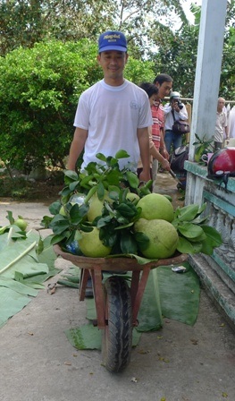 Một thương lái ở TP Hồ Chí Minh đến tận nhà anh Dư thu mua loại bưởi đặc biệt và bưởi loại 1