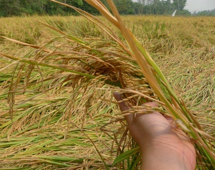 Đến ngày thứ 5, 1 héc ta lúa của anh Nguyễn Thanh Niên vẫn chưa thể thu hoạch