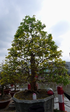 Cây mai vàng hình toà tháp của anh Long được bán với giá 250 triệu đồng