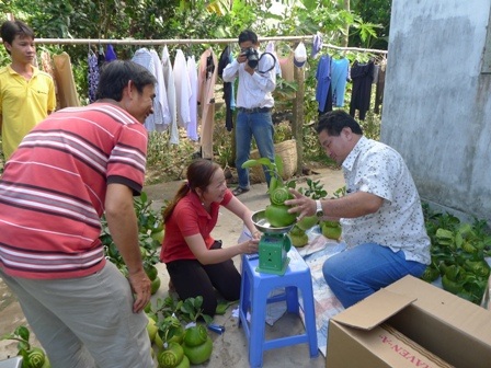Một thương lái ở TP Hồ Chí Minh đến tận nhà anh Dư thu mua loại bưởi đặc biệt và bưởi loại 1