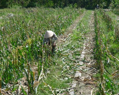 Người trồng bắp khốn đốn vì tin đồn “ăn bắp bị ung thư”