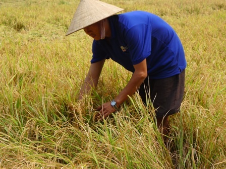 Đến ngày thứ 5, 1 héc ta lúa của anh Nguyễn Thanh Niên vẫn chưa thể thu hoạch
