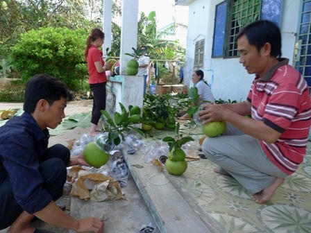 Một thương lái ở TP Hồ Chí Minh đến tận nhà anh Dư thu mua loại bưởi đặc biệt và bưởi loại 1