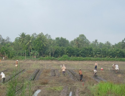 Giá gấp 20 lần, nông dân không có khoai để bán