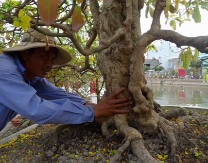 Thân mai xù xì, trông rất khoẻ mạnh