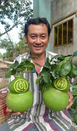 Một thương lái ở TP Hồ Chí Minh đến tận nhà anh Dư thu mua loại bưởi đặc biệt và bưởi loại 1