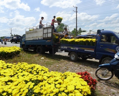 Ngoài cánh xe ôm, xe ba gác,... cánh xe tải cũng hốt bạc nhờ vận chuyển hoa kiểng dịp Tết
