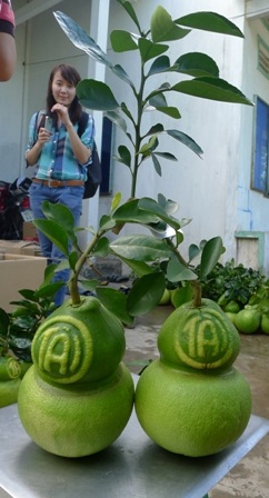 Cả xã tất bật cùng bưởi hồ lô