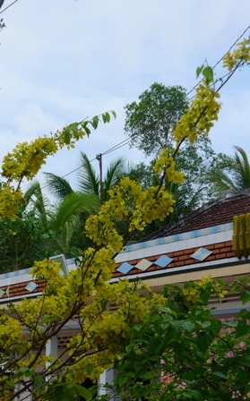 Những cây mai níu giữ mùa xuân.