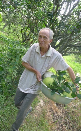 Một thương lái ở TP Hồ Chí Minh đến tận nhà anh Dư thu mua loại bưởi đặc biệt và bưởi loại 1