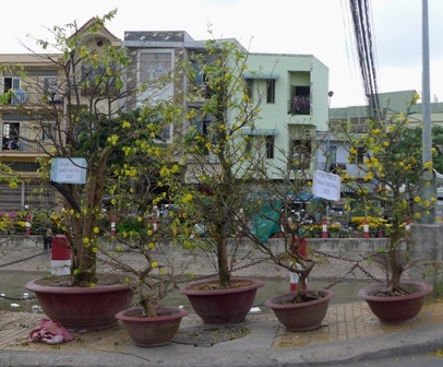 Từ chiều 28 tết, nhiều hộ bán bán đã bắt đầu treo biển cho thuê mai trưng dịp tết