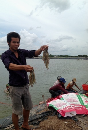 Giá tôm sú tăng cao, người nuôi vẫn e dè - 1 Nông dân Sóc Trăng phấn khởi với vụ tôm được mùa, trúng giá