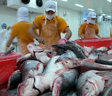 Thành lập Hiệp hội cá tra Việt Nam