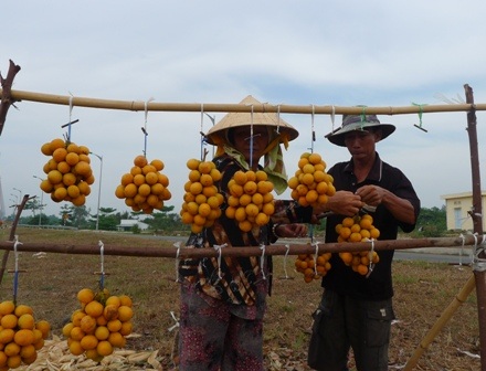 Những đòn gánh nặng trĩu trái Thanh Tra vàng cam bắt mắt