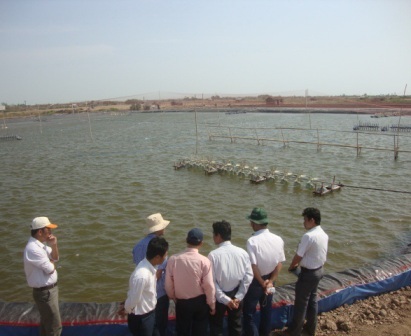 Giá tôm sú tăng cao, người nuôi vẫn e dè - 2 Nông dân Sóc Trăng phấn khởi với vụ tôm được mùa, trúng giá