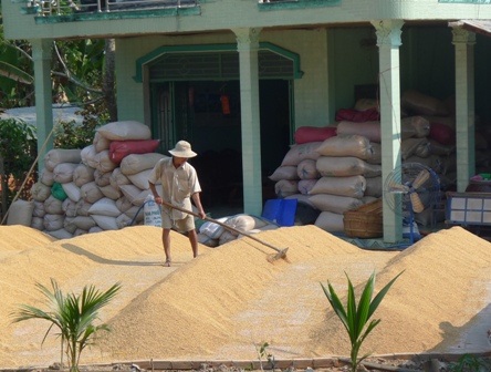 Kiếm 30 triệu/tháng nhờ làm “cò lúa”