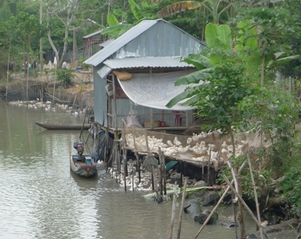 Dịch cúm gia cầm tái phát do thiếu vắc xin?