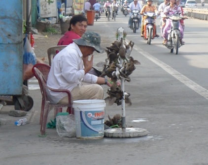 Không lơ là phòng cúm A/H5N1 trên các loài chim, cò