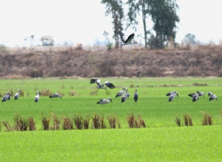Không lơ là phòng cúm A/H5N1 trên các loài chim, cò