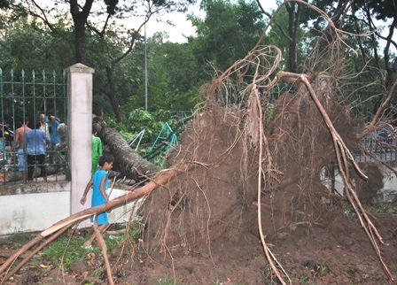 Một cây cổ thụ bật gốc