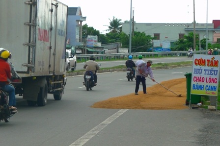 Nếu có sân phơi tập trung thì nông dân chẳng dại gì làm liều thế này.