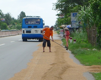 Khi phơi lúa người dân phải dùng cây bàn cào để cào lúa, ẩn hoạ cho người đi đường