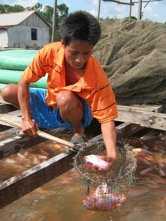 Với mức giá như hiện nay người nuôi cá điêu hồng ở ĐBSCL rất phấn khởi