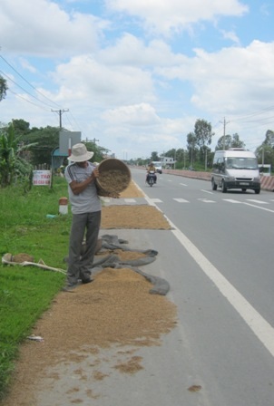 Chẳng những phơi lúa mà con giê lúa (loại bỏ lúa lép) trên quốc lộ 1A