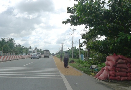 Theo nông dân nếu chậm 1 ngày là lúa lên mầm ngay