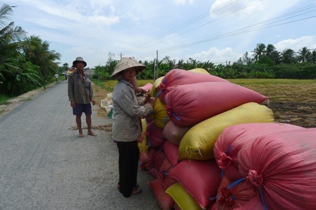 Ẩn hoạ từ việc phơi lúa trên quốc lộ